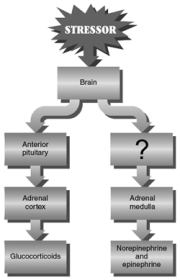   -Here is a summary of the two-system view of the stress response.Which label is missing? A)  sympathetic nervous system B)  parasympathetic nervous system C)  limbic system D)  amygdala E)  medial prefrontal cortex