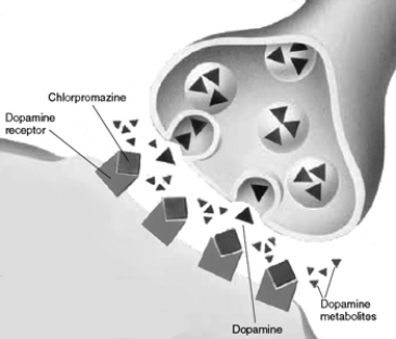 This figure illustrates the findings of the important experiment of Carlsson and Lindqvist (1963). Summarize this study and use the figure to explain the results.Explain how the findings contributed to the development of the dopamine theory of schizophrenia and to the discovery of a new mechanism by which drugs can influence neurotransmitters and behavior.   
