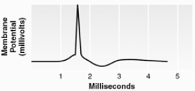 Which method was used to record this signal?   A)  extracellular unit recording B)  intracellular unit recording C)  electroencephalography D)  multiple-unit recording E)  plethysmography