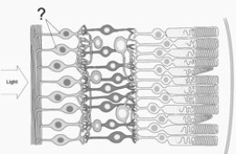 <strong>Here is an illustration of the retina. The neurons identified by the pointer lines carry signals from the retina to the lateral geniculate nuclei. These neurons are </strong> A) lateral geniculate cells. B) bipolar cells. C) retinal ganglion cells. D) horizontal cells. E) amacrine cells.