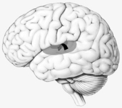 The arrow points to   A)  the central fissure. B)  vestibular cortex. C)  gustatory cortex. D)  auditory cortex. E)  olfactory cortex.