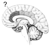 Illustrated here is the cortical area most commonly linked to the perception of pain: the   A)  anterior cingulate cortex. B)  periaqueductal gray matter. C)  gate control cortex. D)  pain mucosa. E)  dorsolateral frontal cortex.