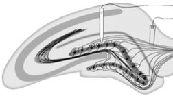 Long-term potentiation   A)  is usually induced by the intense stimulation of motor neurons. B)  cannot be induced by electrical stimulation. C)  has been most commonly studied in several different neural circuits in the hippocampus. D)  has not been studied in mammals. E)  is not associated with changes in synaptic transmission.