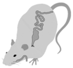 Illustrated here is a __________ preparation.   A)  sham-eating B)  VMH-lesioned C)  LH-lesioned D)  vagotomized E)  gastric by-pass