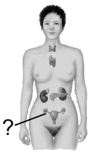 Which of the gonads is indicated here?   A)  vagina B)  ovary C)  adrenal D)  testes E)  pancreas
