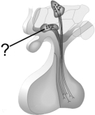 <strong>Indicated here is the__________ , which supplies the posterior pituitary with vasopressin and oxytocin. </strong> A) supraoptic nucleus B) paraventricular nucleus C) anterior pituitary D) adrenal cortex E) adrenal medulla