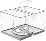 The apparatus illustrated here is used to study   A)  sleep deprivation. B)  REM deprivation. C)  stage 4 sleep. D)  dreaming. E)  operant conditioning.