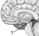 Illustrated here is the location of the   A)  pineal gland. B)  pituitary gland. C)  suprachiasmatic nucleus. D)  posterior thalamus. E)  uvula.
