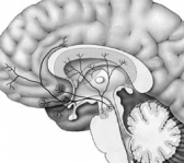 Illustrated here is the location of the   A)  nucleus accumbens. B)  substantia nigra. C)  ventral tegmental area. D)  nigrostriatal pathway. E)  all of the above