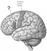 This cortical region, just anterior to the left primary motor cortex, is   A)  Broca's area. B)  the somatosensory cortex. C)  the frontal eye field. D)  the angular gyrus. E)  Wernicke's area.