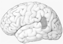 According to the Wernicke-Geschwind model, the cortical region indicated here plays a special role in   A)  reading and writing.  B)  sign language. C)  language comprehension. D)  language expression. E)  emotional language.