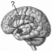 Illustrated here is the limbic system. The indicated structure is the   A)  cingulate gyrus. B)  septum. C)  hypothalamus. D)  fornix. E)  mammillary body.