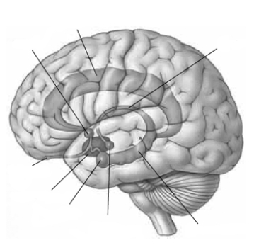 This is the limbic system. Explain the meaning of  limbic.  Label each of the following 8 parts: septum, fornix, mammillary body, hypothalamus, cingulate gyrus, hippocampus, amygdala, and olfactory bulb.   