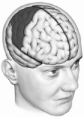 Depicted here is the cortex of the right   A)  parietal lobe. B)  hippocampus. C)  striatum. D)  frontal lobe. E)  prefrontal lobe.