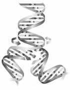 Illustrated here is   A)  mitosis. B)  meiosis. C)  the replication of a DNA molecule. D)  the replication of an RNA molecule. E)  an enhancer.