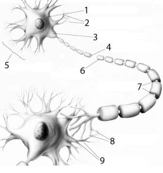 Label and define each of the 9 identified parts of this typical multipolar neuron.   
