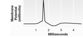 Which method was used to record this signal?   A)  extracellular unit recording B)  intracellular unit recording C)  electroencephalography D)  integrated multiple unit recording E)  plethysmography