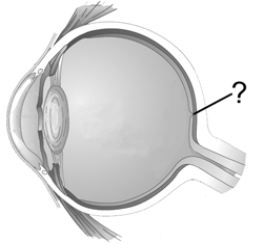Which retinal structure is indicated by the pointer line?   A)  fovea B)  retinal ganglion C)  blind spot D)  optic tract E)  cornea