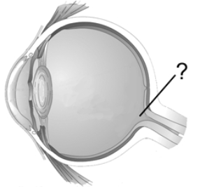 Which retinal structure is indicated by the pointer line?   A)  fovea B)  retinal ganglion C)  blind spot D)  optic disk E)  cornea