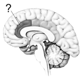 Illustrated here is the cortical area most commonly linked to the perception of pain: the   A)  anterior cingulate cortex. B)  periaqueductal gray matter. C)  gate control cortex. D)  pain mucosa. E)  dorsolateral frontal cortex.