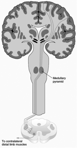 <strong>The descending pathway illustrated here is the </strong> A) dorsolateral corticorubrospinal tract. B) dorsolateral corticospinal tract. C) ventromedial corticospinal tract. D) ventromedial cortico-brainstem-spinal tract. E) none of the above