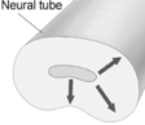 The pattern of neural migration that is indicated by the arrows in this illustration is   A)  radial. B)  tangential. C)  inside out. D)  outside in. E)  posterior.