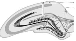 Illustrated here is a neural circuit in which __________ is commonly studied.   A)  maintenance B)  LTD C)  LTP D)  amnesia E)  forgetting