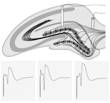 Label this illustration of how LTP is often studied.Then use this illustration,and any others that you may wish to supply,to describe and explain how LTP is typically produced and measured.   