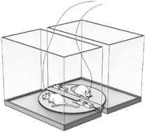 <strong>The apparatus illustrated here is used to study </strong> A) sleep deprivation. B) REM deprivation. C) stage 3 sleep. D) dreaming. E) operant conditioning.