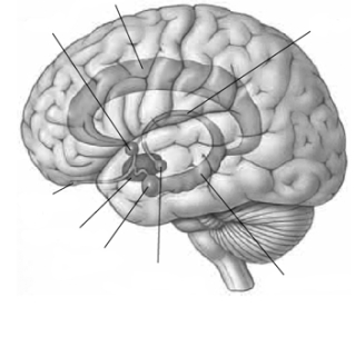 This is the limbic system.Explain the meaning of  limbic.  Label each of the following 8 parts: septum,fornix,mammillary body,hypothalamus,cingulate gyrus,hippocampus,amygdala,and olfactory bulb.   