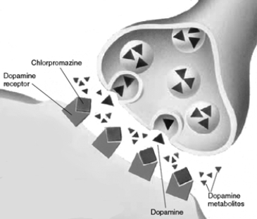 This figure illustrates the findings of the important experiment of Carlsson and Lindqvist (1963).Summarize this study and use the figure to explain the results.Explain how the findings contributed to the development of the dopamine theory of schizophrenia and to the discovery of a new mechanism by which drugs can influence neurotransmitters and behavior.   