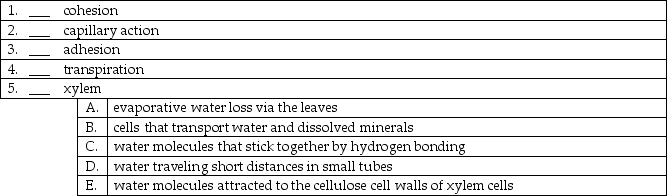 Match the following terms with the proper description.   