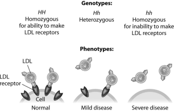 According to this figure,heterozygotes for this form of hypercholesterolemia suffer from the disease because they   A) don't produce any LDL receptors. B) produce too many LDL receptors. C) don't produce enough LDL receptors. D) produce an abnormally shaped LDL receptor.