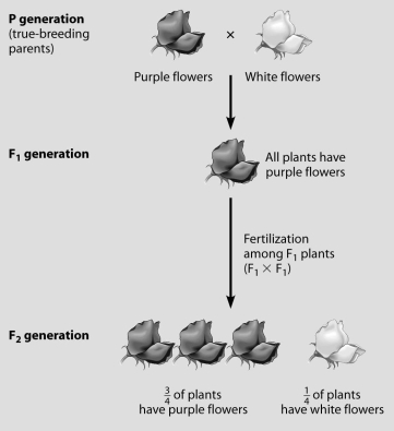 Which plants in this figure must all be heterozygous?   A) white- flowered plants in the P generation B) purple- flowered plants in the F2 generation C) purple- flowered plants in the P generation D) purple- flowered plants in the F1 generation