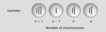 If these four cells resulted from cell division of a single cell with diploid chromosome number 2n = 4,what best describes what just occurred?   A) inversion B) translocation C) nondisjunction D) normal meiosis