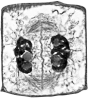 What type of cell is shown?   A) animal cell in telophase B) plant cell in metaphase C) plant cell in telophase D) animal cell in metaphase