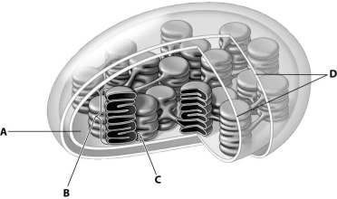 In this drawing of a chloroplast,which structure represents the thylakoid membrane?   A) structure A B) structure B C) structure C D) structure D
