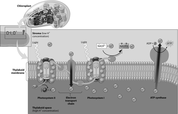 According to this figure,how do H+ ions make their way from the stroma to the thylakoid interior?   A) through the ATP synthase B) through photosystem I C) through an electron transport chain molecule D) directly through the phospholipids of the thylakoid membrane