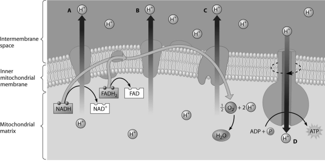 Which H+ ion has just passed through the inner mitochondrial membrane by diffusion?   A) hydrogen ion A B) hydrogen ion B C) hydrogen ion C D) hydrogen ion D