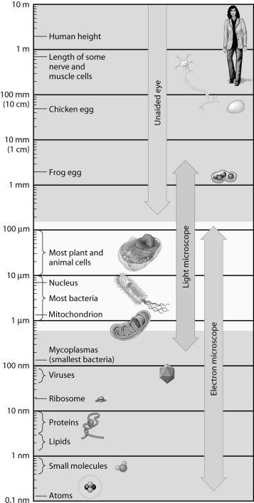 According to this figure,which of the following is large enough to see in the light microscope?   A) mitochondria B) proteins C) atoms D) viruses