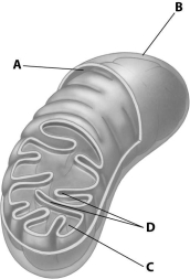 Which part of the mitochondrion shown enhances its ability to produce ATP by increasing the surface area of a mitochondrial membrane?   A) structure A B) structure B C) structure C D) structure D
