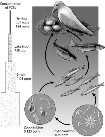 According to this figure,which organisms have the highest concentration of PCBs,and why?   A) herring gulls,because they are at the bottom of the food chain B) smelt,because they are in the middle of the food chain C) herring gulls,because they are at the top of the food chain D) phytoplankton,because they are at the bottom of the food chain