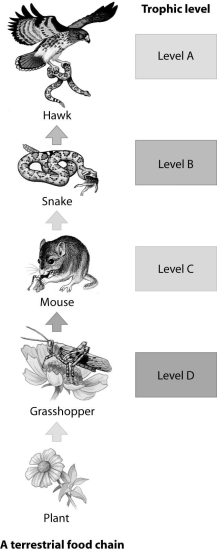 Which trophic level in this food chain represents the secondary consumer?   A) trophic level A B) trophic level B C) trophic level C D) trophic level D