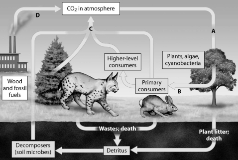 Which arrow shows CO2 released as a product of cellular respiration?   A) arrow A B) arrow B C) arrow C D) arrow D