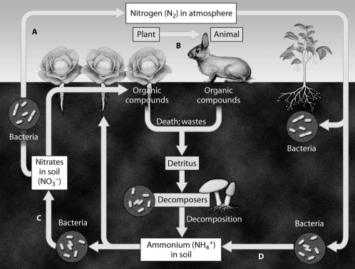 Which arrow shows nitrogen fixation?   A) arrow A B) arrow B C) arrow C D) arrow D