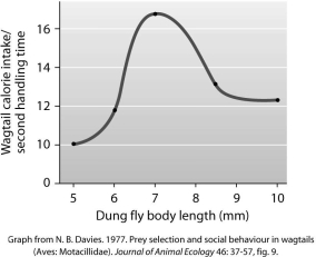 Which of the following conclusions is supported by this graph?   A) Prey size does not affect the number of calories gained per second of handling time by wagtails. B) Wagtails get more calories per second of handling time with larger flies than with smaller ones. C) Wagtails get more calories per second of handling with 7- mm flies than with either larger or smaller ones. D) Wagtails get more calories per second of handling time with smaller flies than with larger ones.
