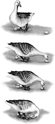 What type of behavior is illustrated by the bird in this figure?   A) territoriality B) foraging C) fixed action pattern D) mating behavior