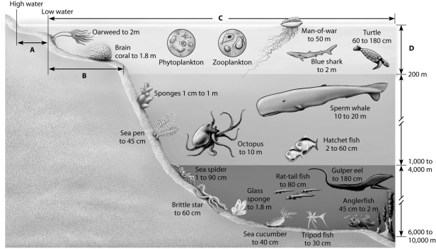 Which of the zones shown in this depiction of an aquatic biome is the photic zone?   A) zone A B) zone B C) zone C D) zone D