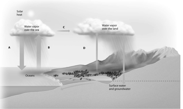 Which arrow in this image of the global water cycle includes transpiration?   A) arrow A B) arrow B C) arrow C D) arrow D