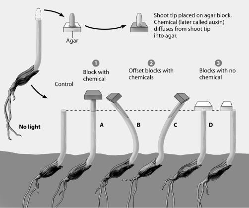 Which plant in Went's experiment shows auxin stimulating elongation in the left side of the plant only?   A) plant A B) plant B C) plant C D) plant D